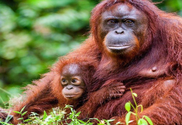 Pusat Penelitian Orangutan Didirikan di Samboja